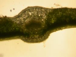 Image: D. Glenny, J. Cruickshank © Landcare Research 2014 